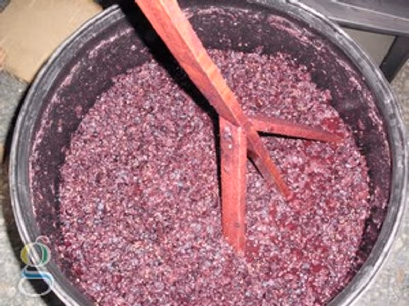 Elaboración casera de vino - Uva Pinot Noir